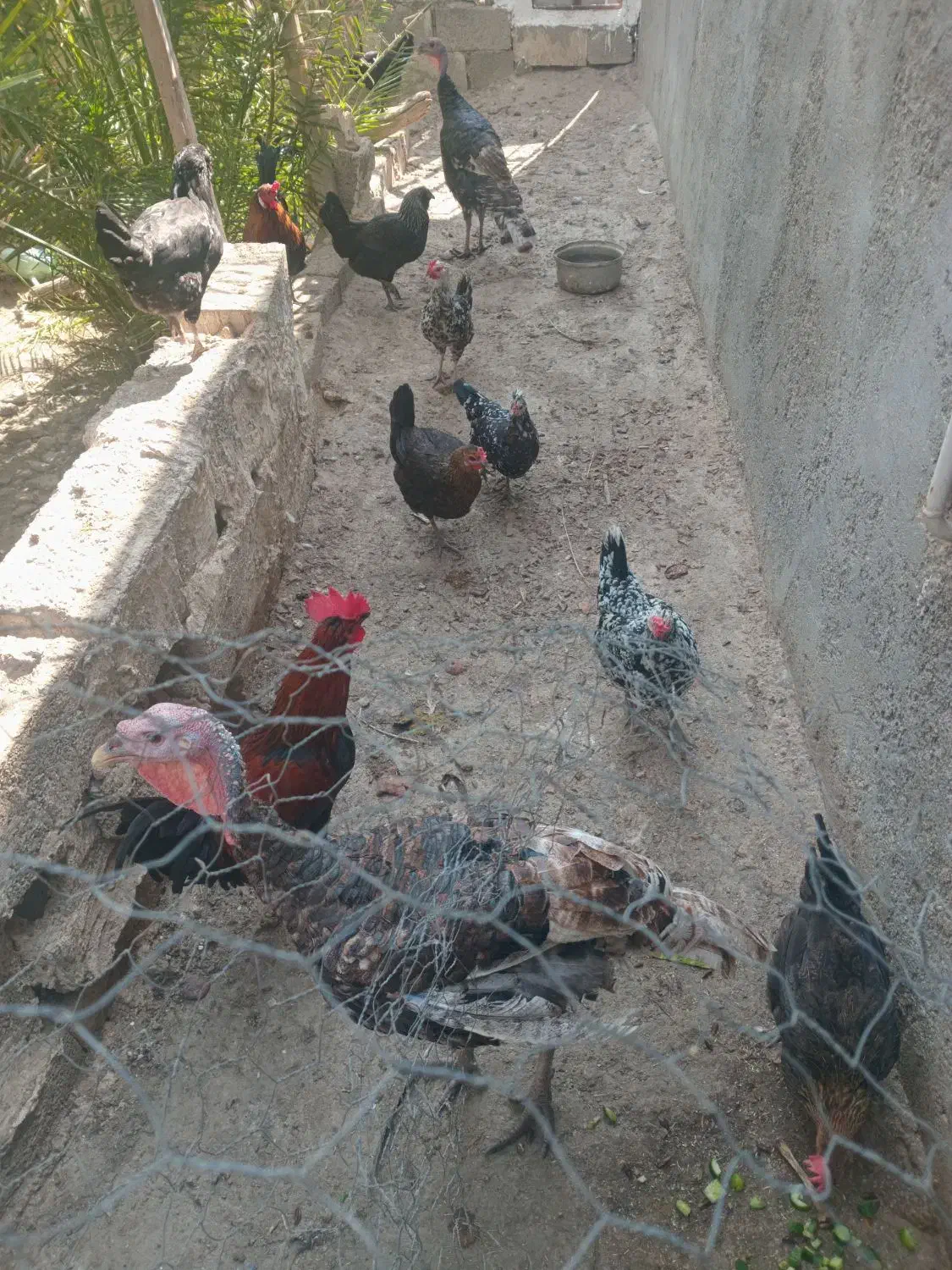 مرغ و خروس محلی|حیوانات مزرعه|اهرم, |دیوار