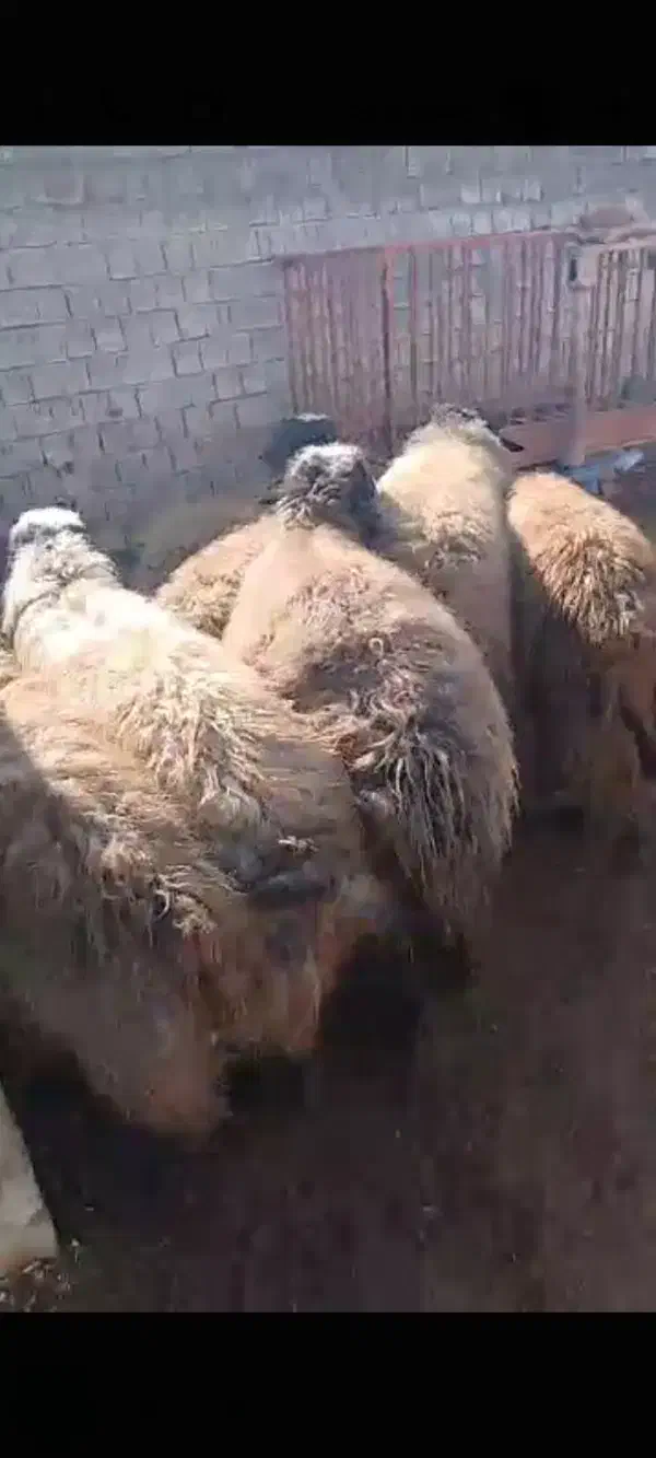 8عدد قوچ‌|حیوانات مزرعه|اشنویه, |دیوار