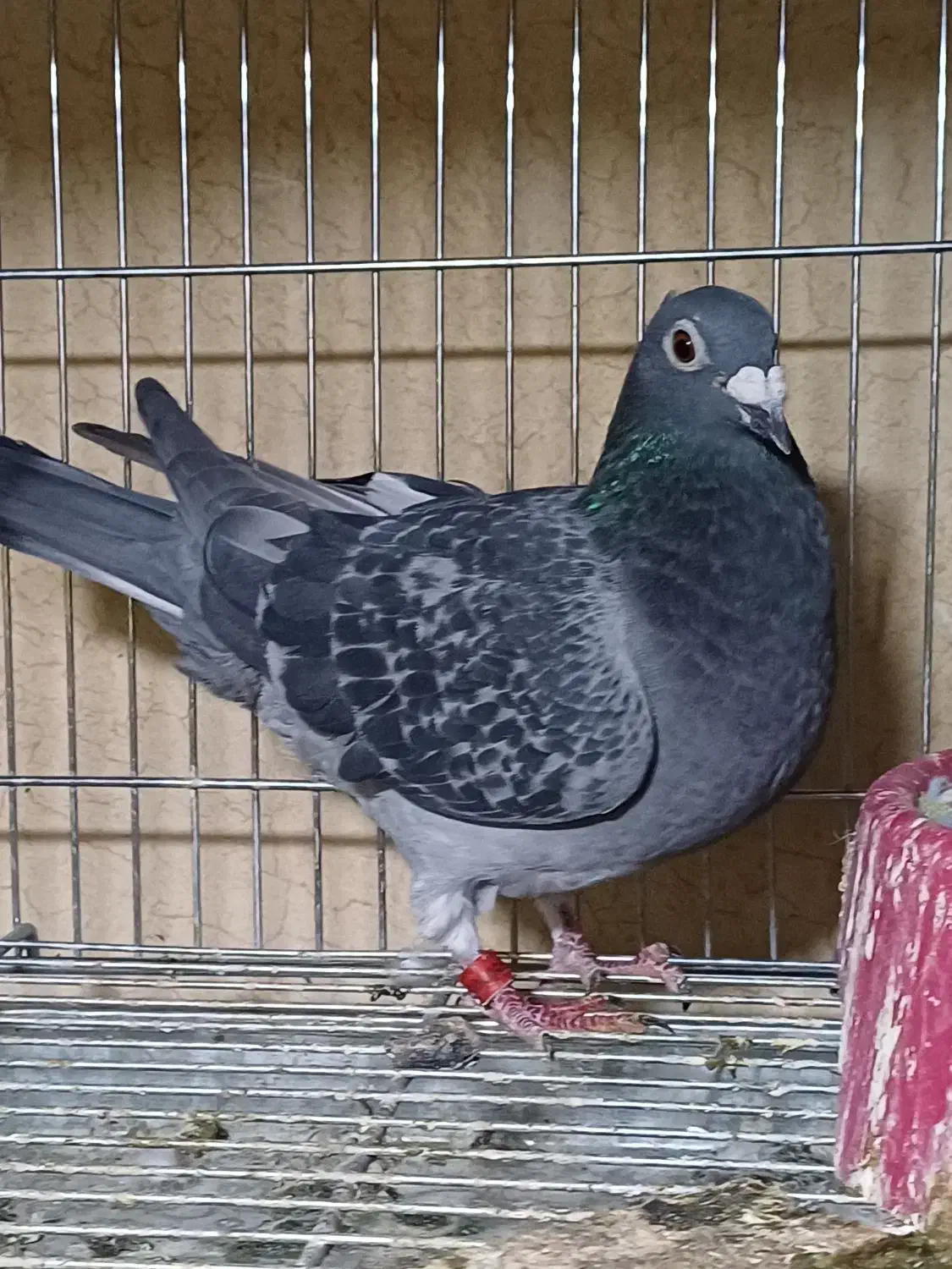 کبوتر پلاکی|پرنده|اسلام‌شهر, شهرک مفیدی|دیوار