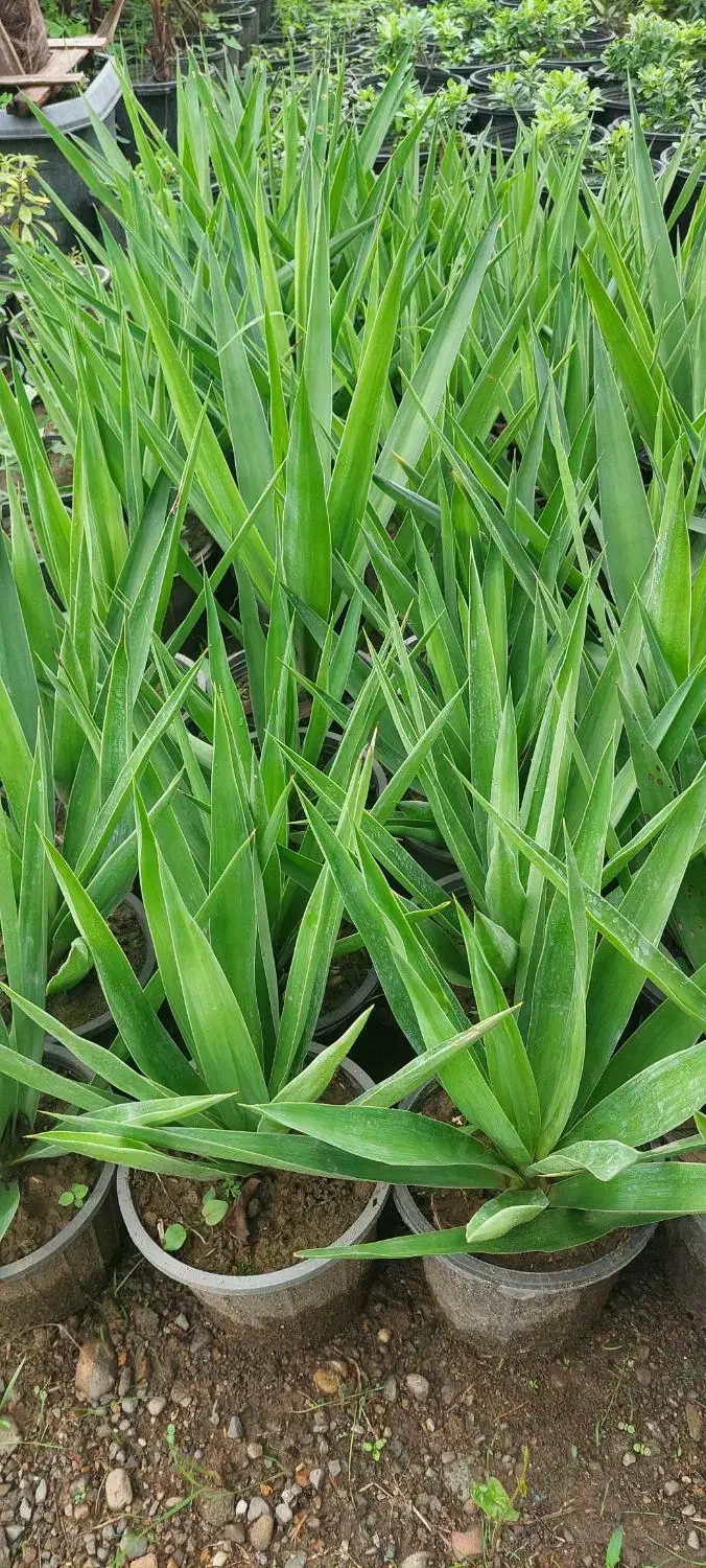 یوکا سطل ۷|گل و گیاه طبیعی|کلاچای, |دیوار