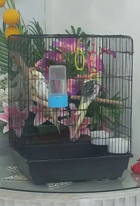 عروس هلندی|پرنده|تهران, افسریه شمالی|دیوار