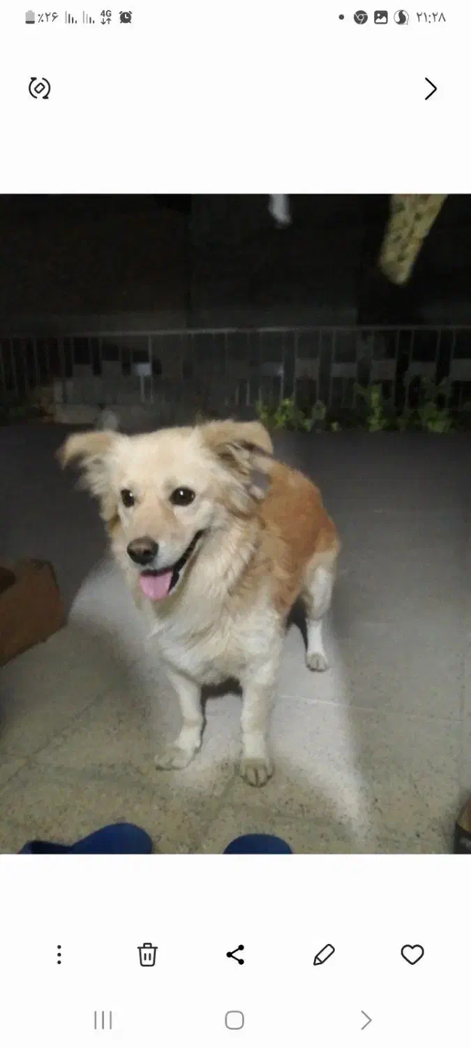 گمشده|سگ|جهرم, |دیوار