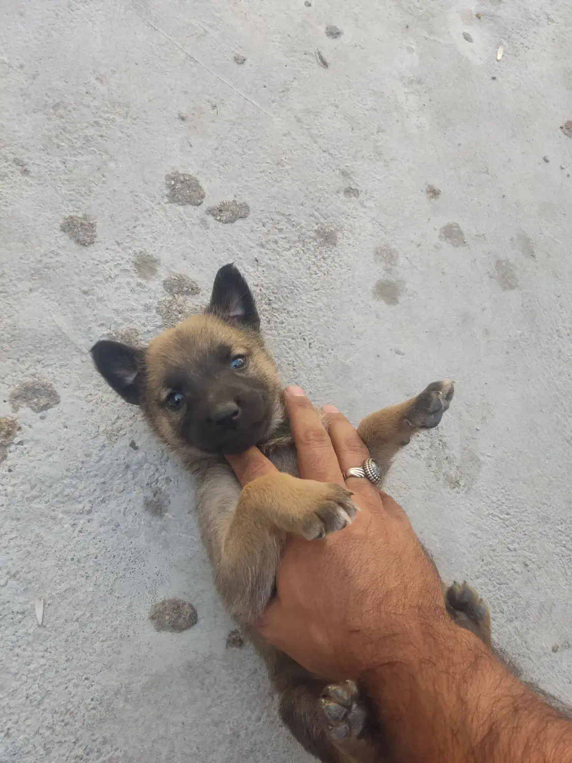 توله مالینویز|سگ|امیدیه, |دیوار