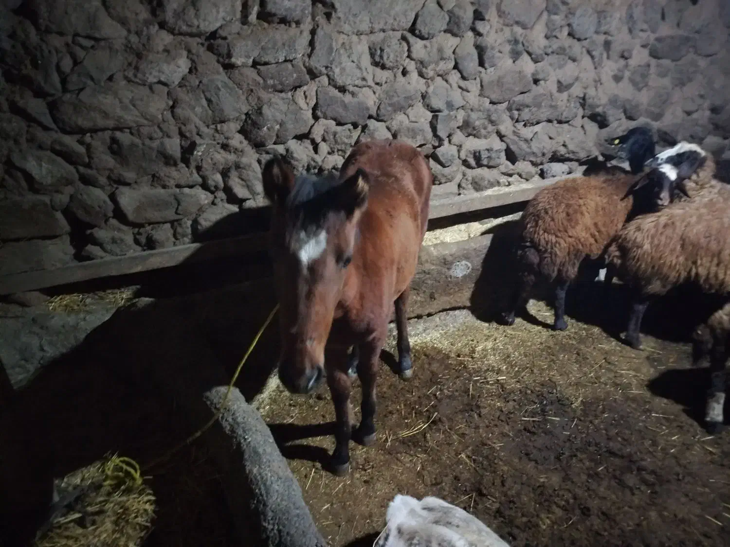 باسلام اسب شش ماهه|حیوانات مزرعه|سراب, |دیوار