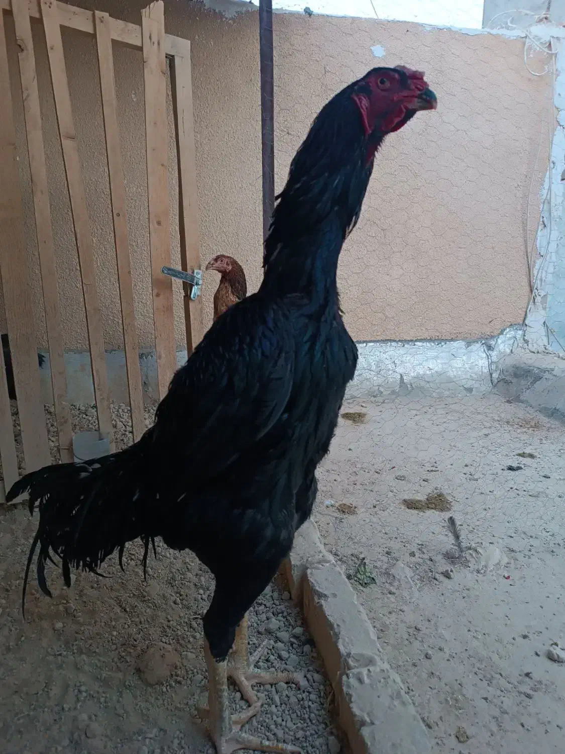 تخم مرغ لاری اوشامو|حیوانات مزرعه|بجنورد, |دیوار