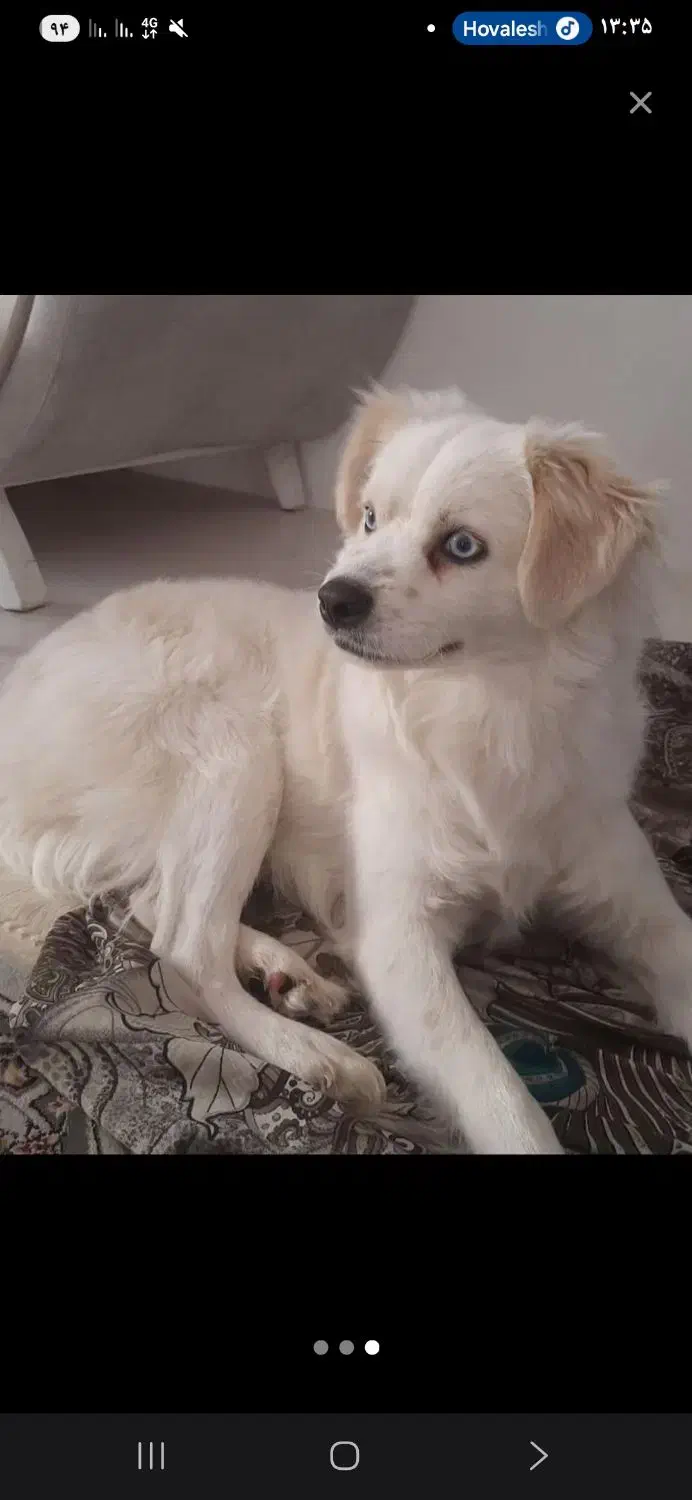 سگ پاکوتاه|سگ|قزوین, |دیوار