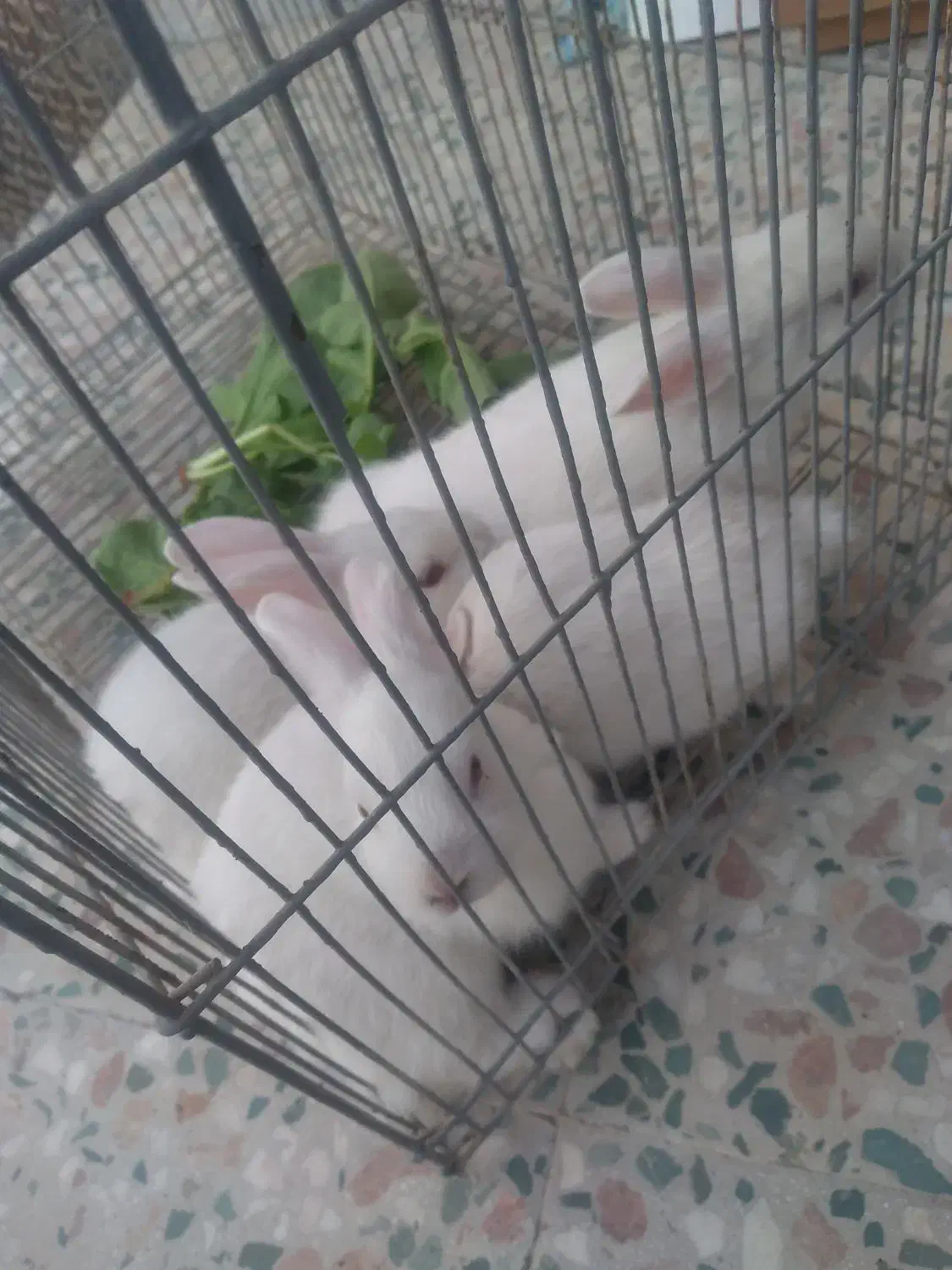 تعدادی بچه خرگوش ناز بفروش میرسد|موش و خرگوش|بندرعباس, |دیوار