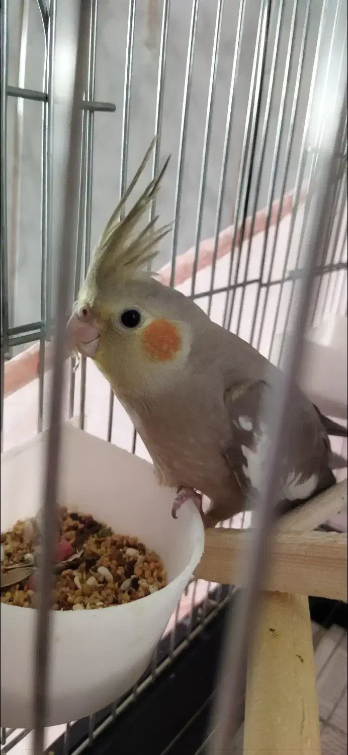 عروس هلندی خوشکل وسرحال|پرنده|سقز, |دیوار