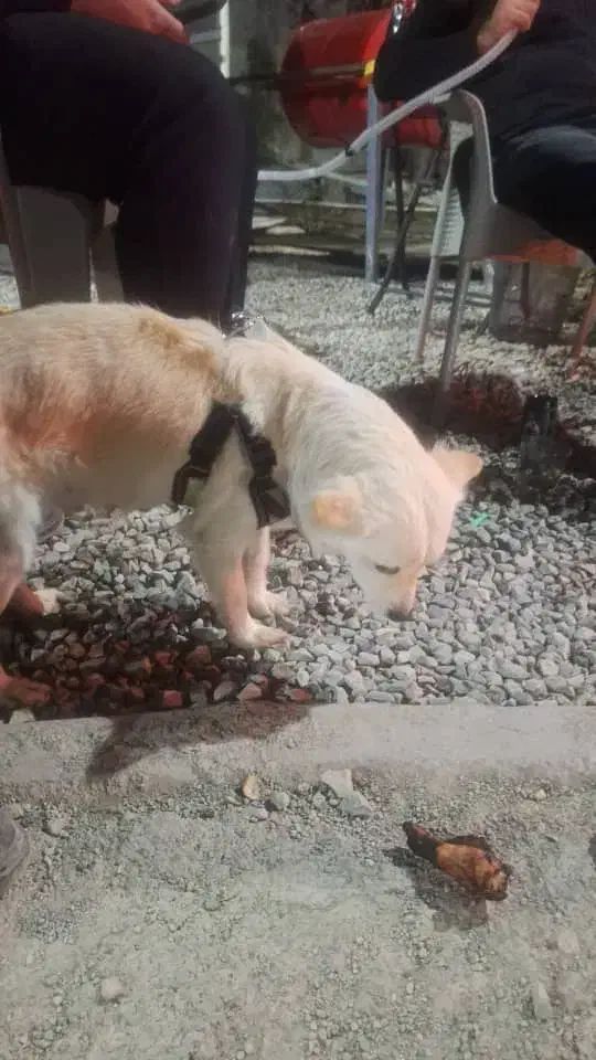 سگ اشپیتز|سگ|اسلامشهر, شهرک قائمیه|دیوار