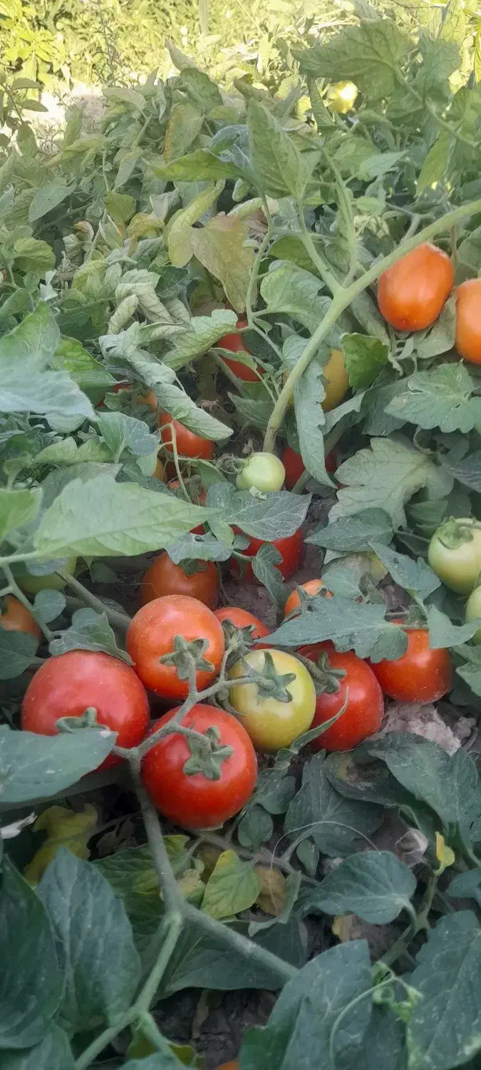 گوجه|خوردنی و آشامیدنی|شوش, |دیوار