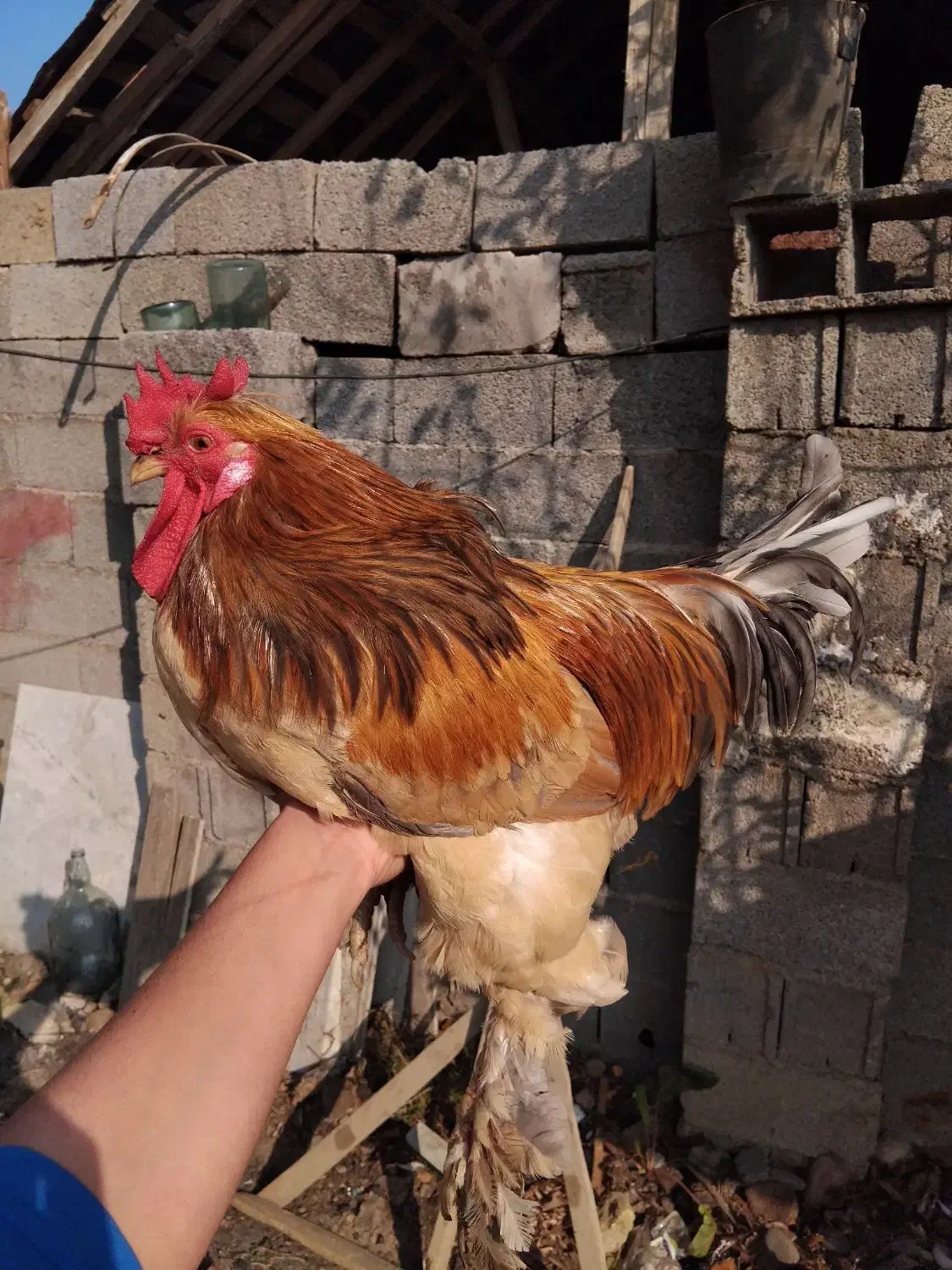 خروس|حیوانات مزرعه|فومن, |دیوار