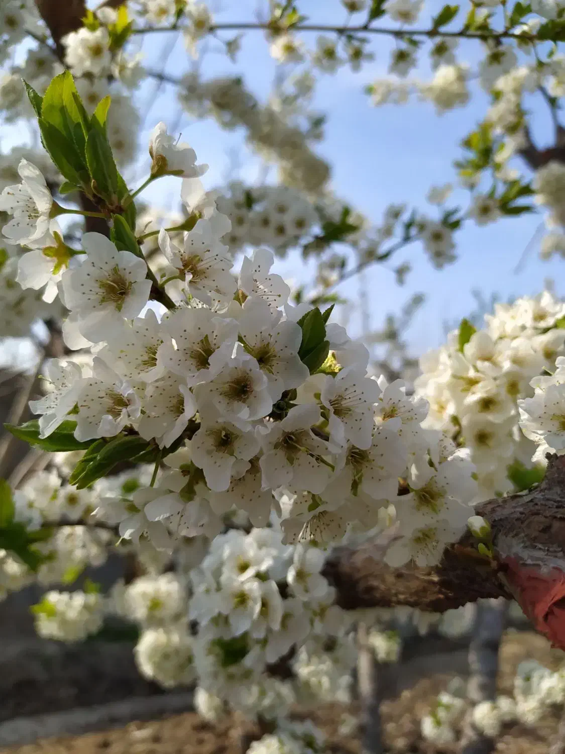 باغچه 650 متری ماهدشت فروش فوری|فروش زمین و ملک کلنگی|ماهدشت, |دیوار