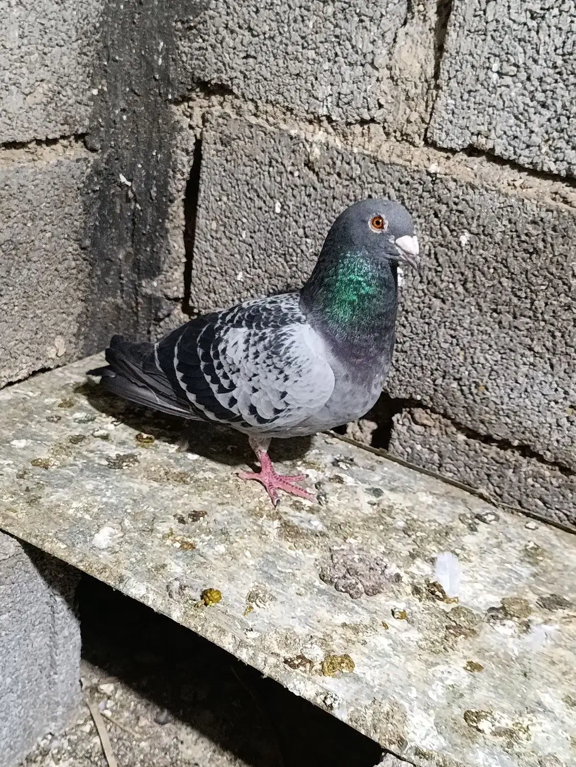 کبوتر نر|پرنده|آبپخش, |دیوار