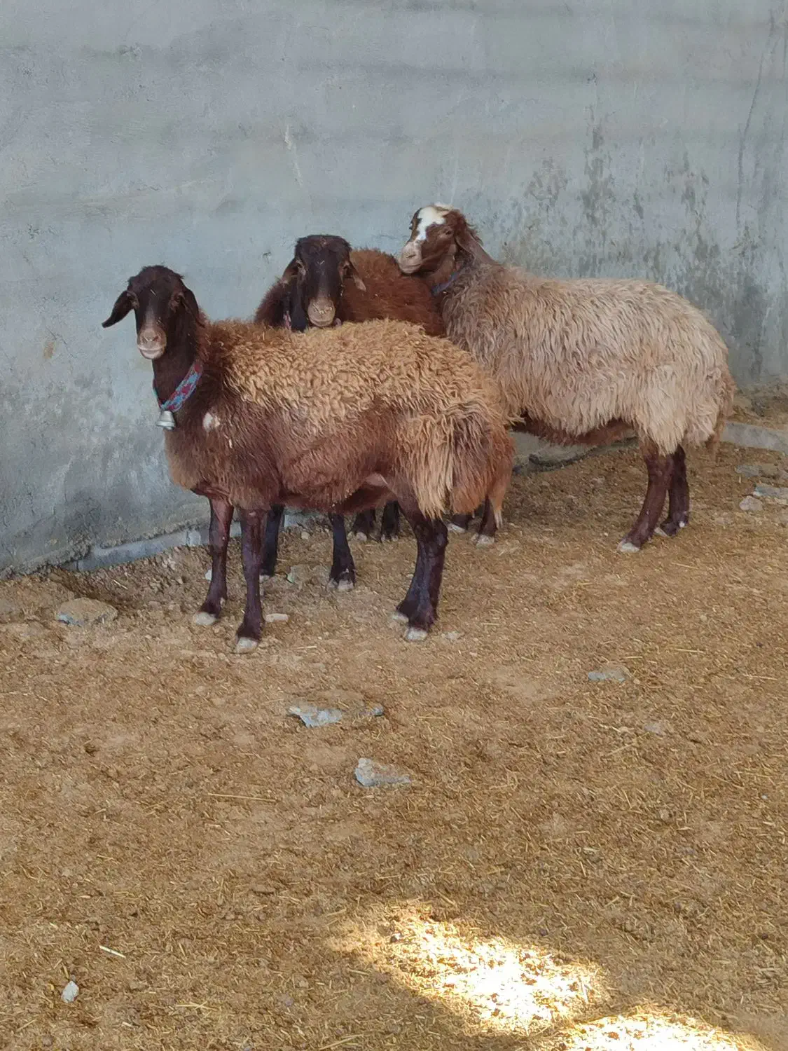 میش.بز.بازغاله.بره|حیوانات مزرعه|نجفآباد, کهریزسنگ|دیوار