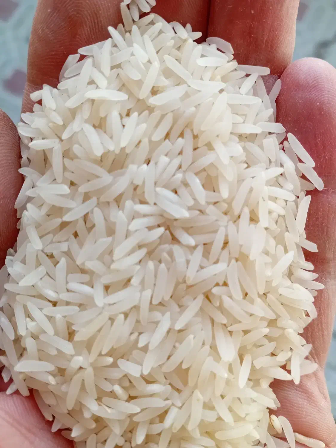 پخش عمده برنج فجر|خوردنی و آشامیدنی|اصفهان, پزوه|دیوار