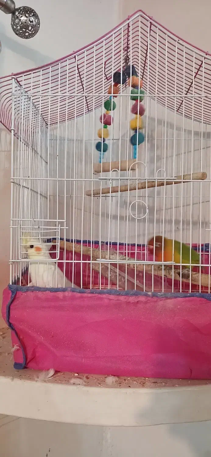 عروس هلندی و کوتوله برزیلی|پرنده|لنگرود, |دیوار