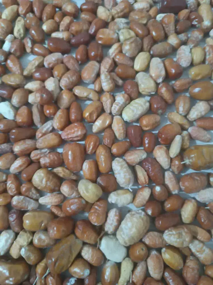 سنجد|خوردنی و آشامیدنی|تهران, بلوار کشاورز|دیوار