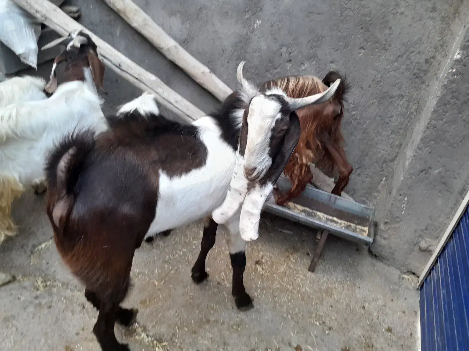 نربز اصل گوش بلند|حیوانات مزرعه|تربت جام, اسماعیل آباد|دیوار