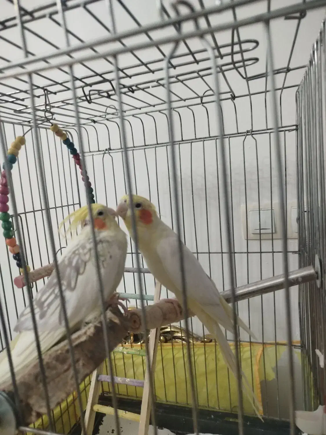 عروس هلندی مولد|پرنده|کرج, شهرک فهمیده|دیوار