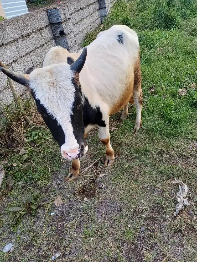 ورزاکوله|حیوانات مزرعه|سنگر, |دیوار