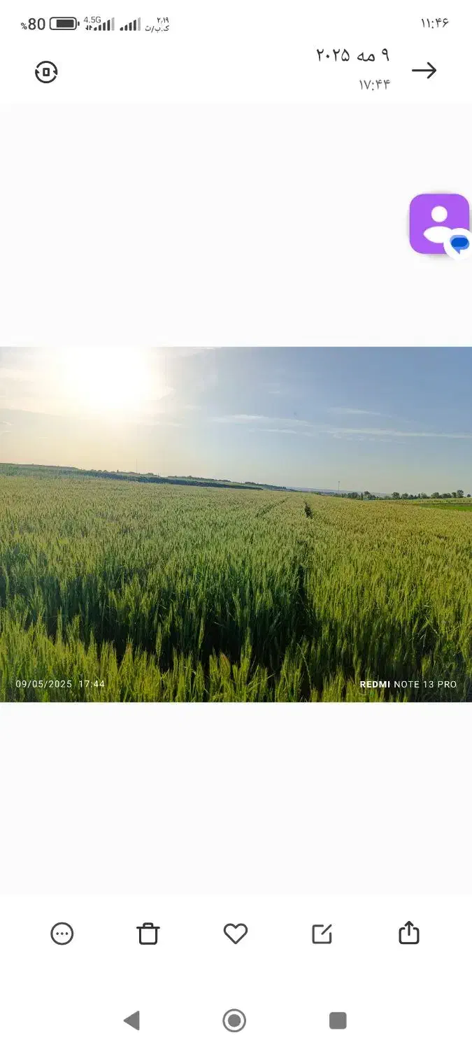 بذر گندم رقم کلکتور تضمینی|عمدهفروشی|اسلام آباد, |دیوار