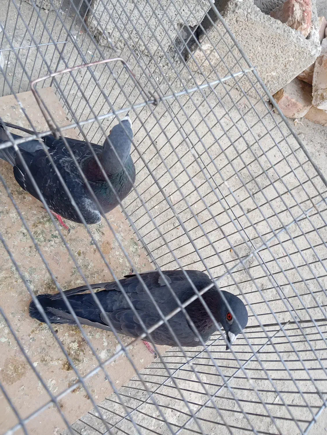 کبوتر ها فروشی|پرنده|سراوان, |دیوار