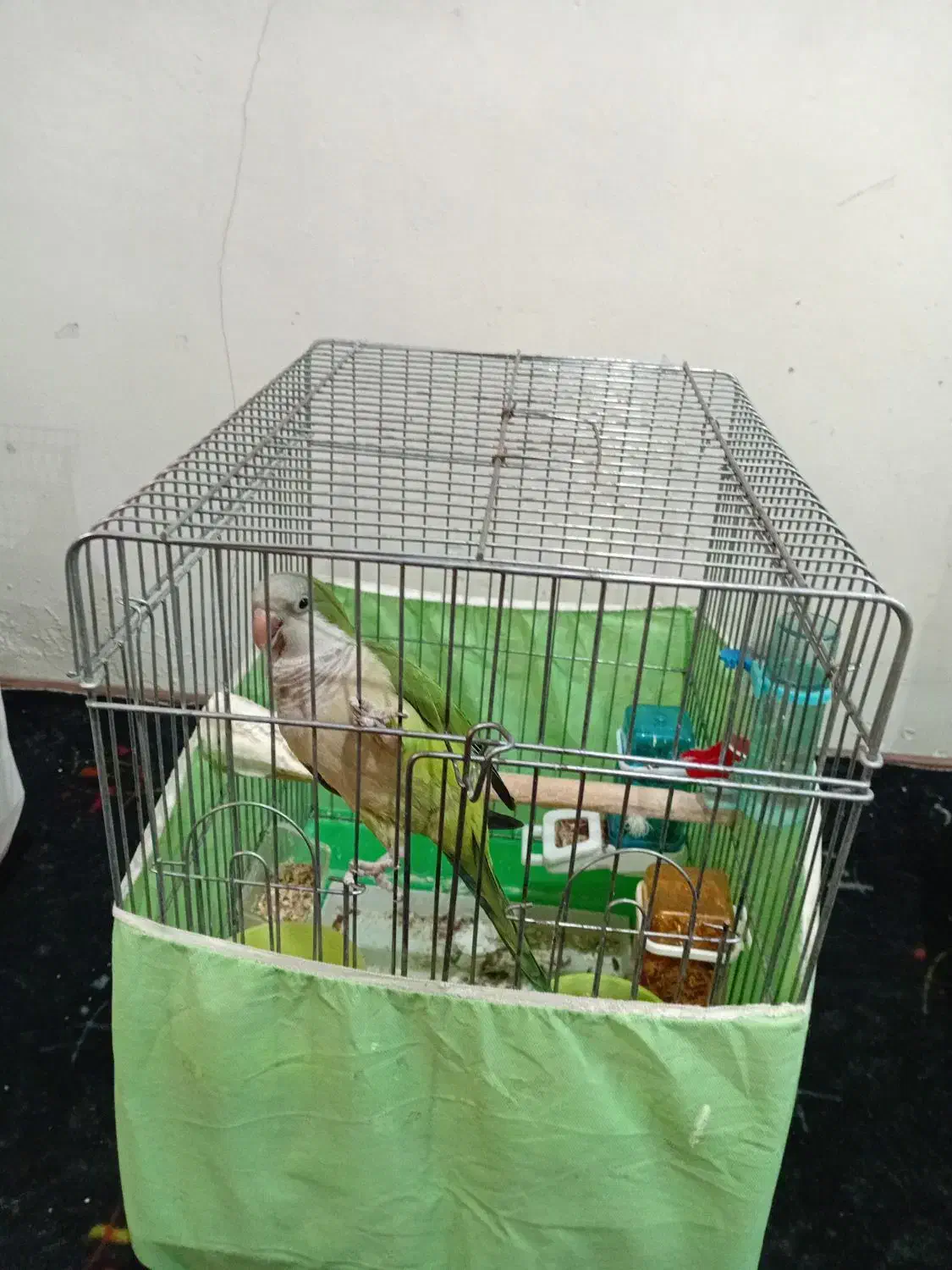 راهب سبز ماده|پرنده|تهران, بیسیم|دیوار