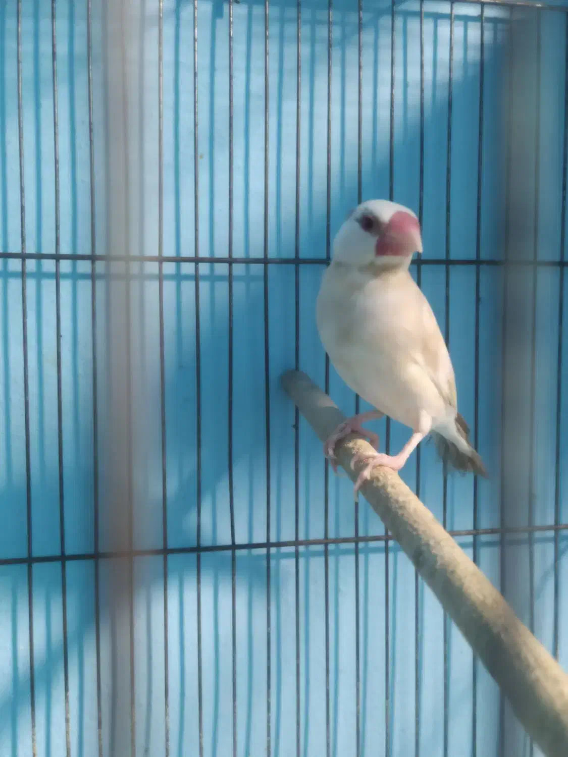 فنچ نرگسی|پرنده|جهرم, |دیوار