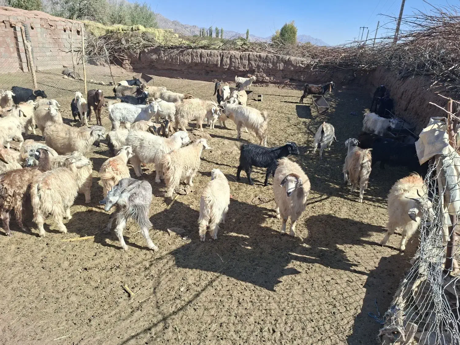 بز کورکی|حیوانات مزرعه|گلزار, |دیوار