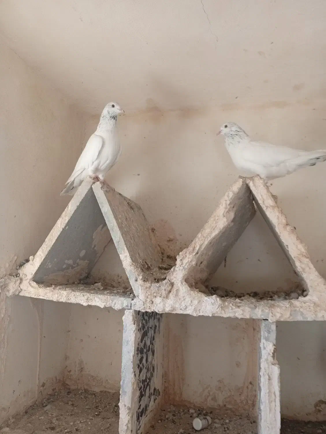 پنج عدد کبوتر فروشی|پرنده|میناب, |دیوار