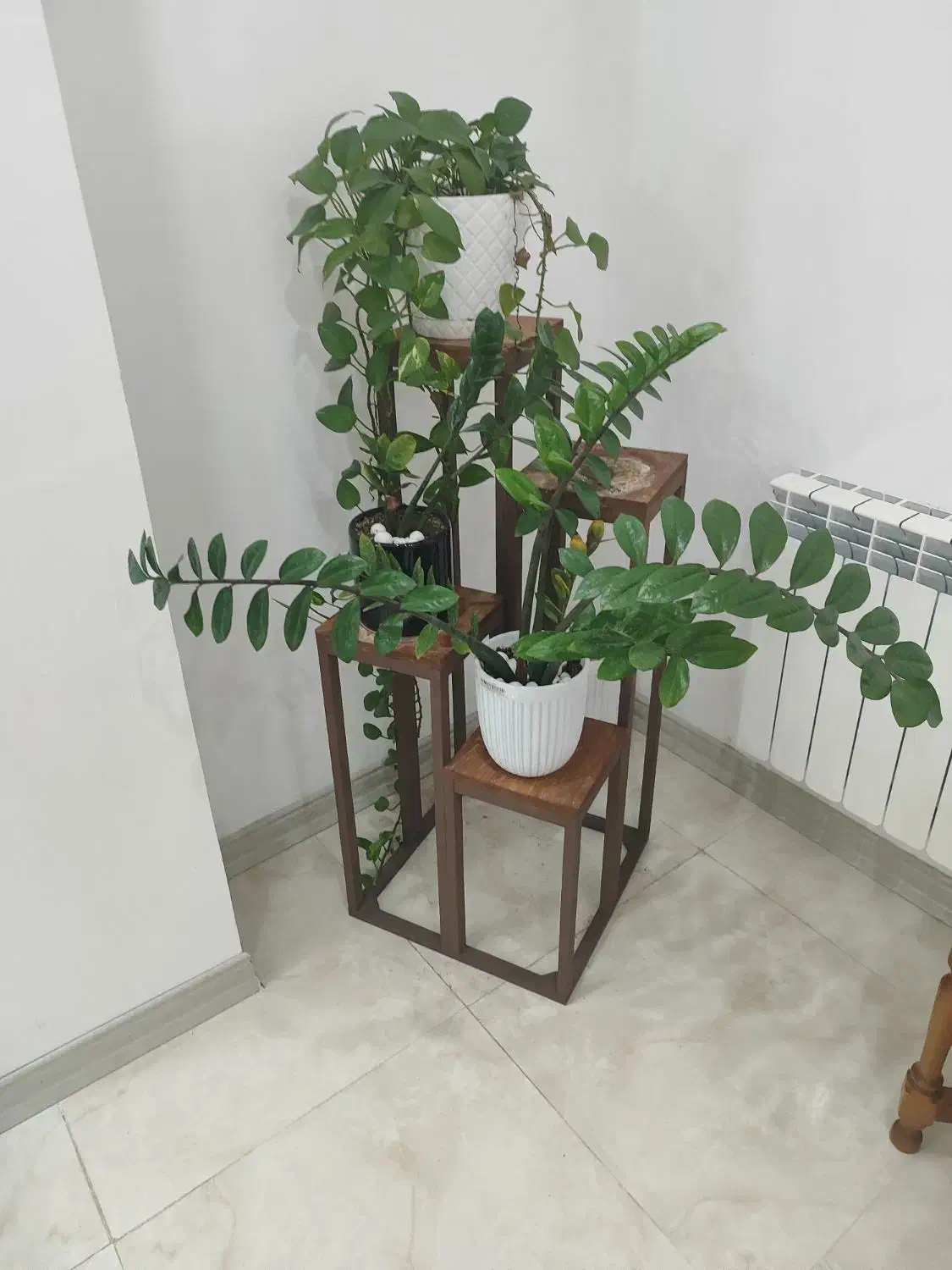 گل  آپارتمانی و گلدان|گل و گیاه طبیعی|جم, |دیوار