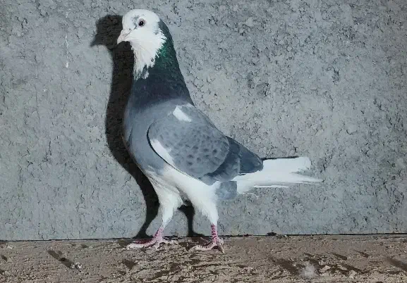 کفتر ابلغ سبز پرشی|پرنده|قم, بلوار امین و ساحلی|دیوار