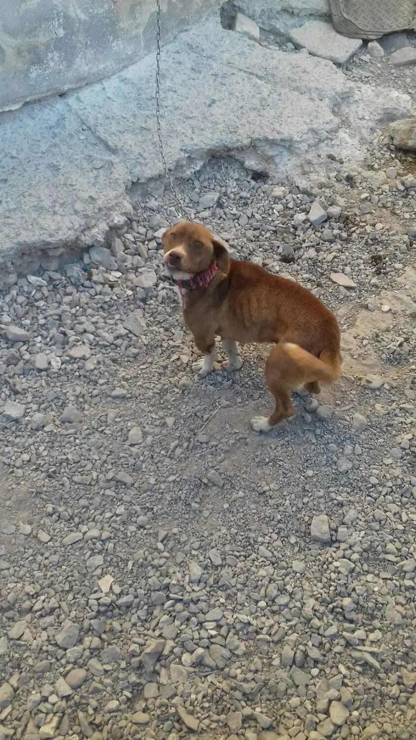 سگ پاپی|سگ|تربتحیدریه, پائین ولایت|دیوار