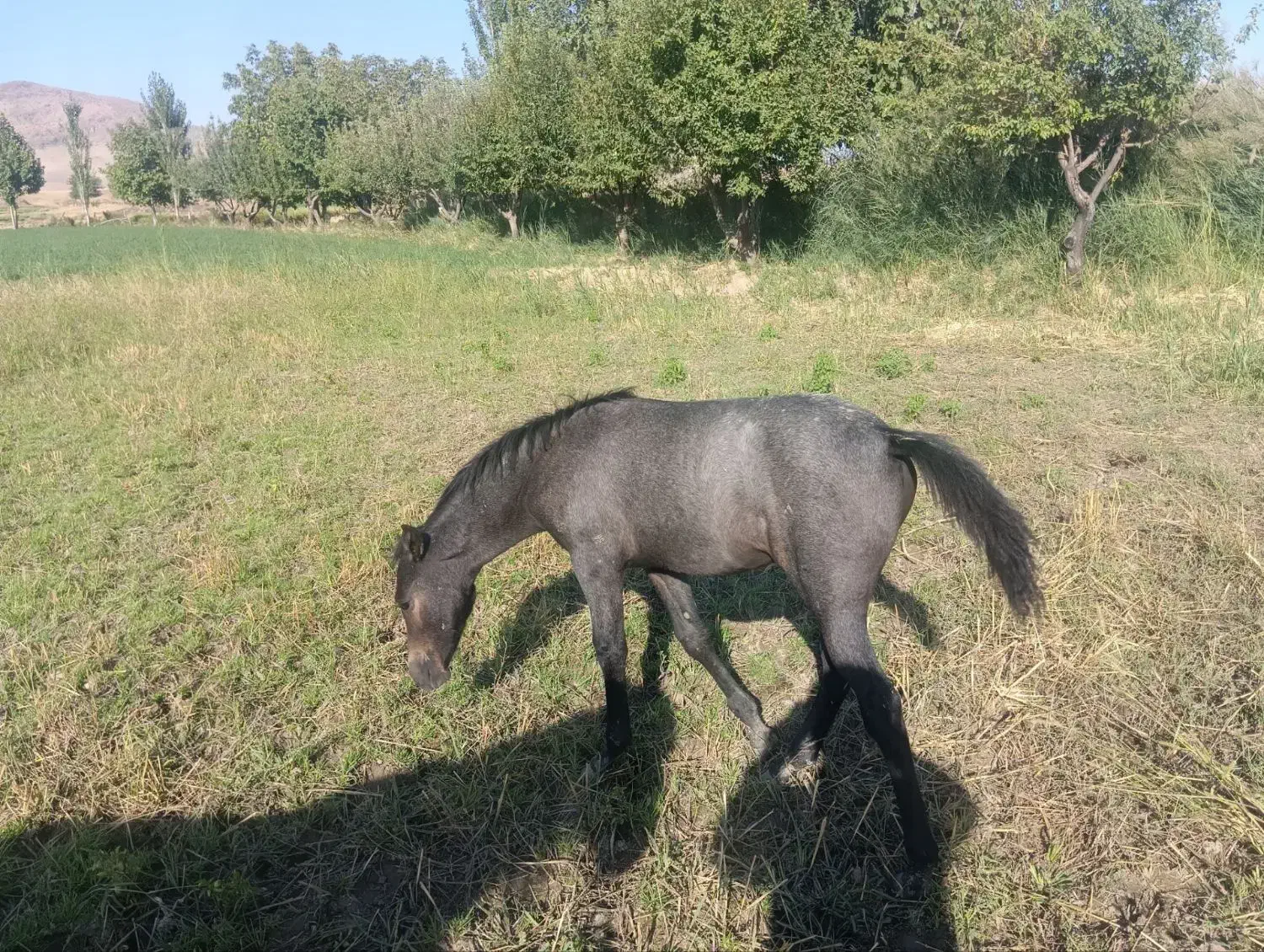 اگر خریداری زنگ بزن|اسب و تجهیزات اسب‌سواری|سیلاخور, |دیوار