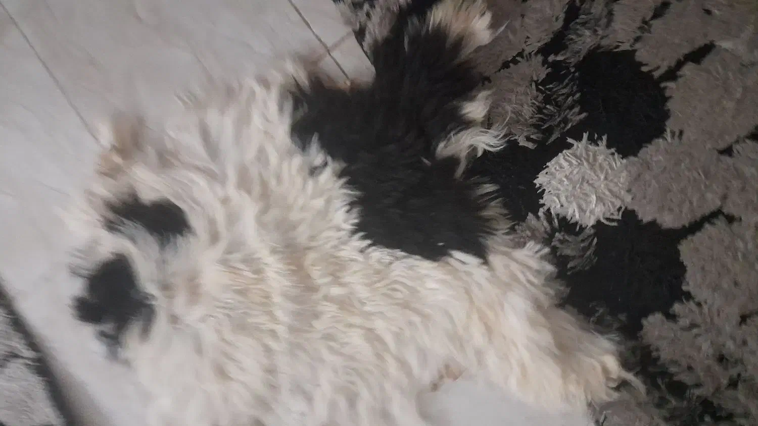 پوست بز|صنایع دستی و سایر لوازم تزئینی|پاکدشت, شهرک امام رضا|دیوار