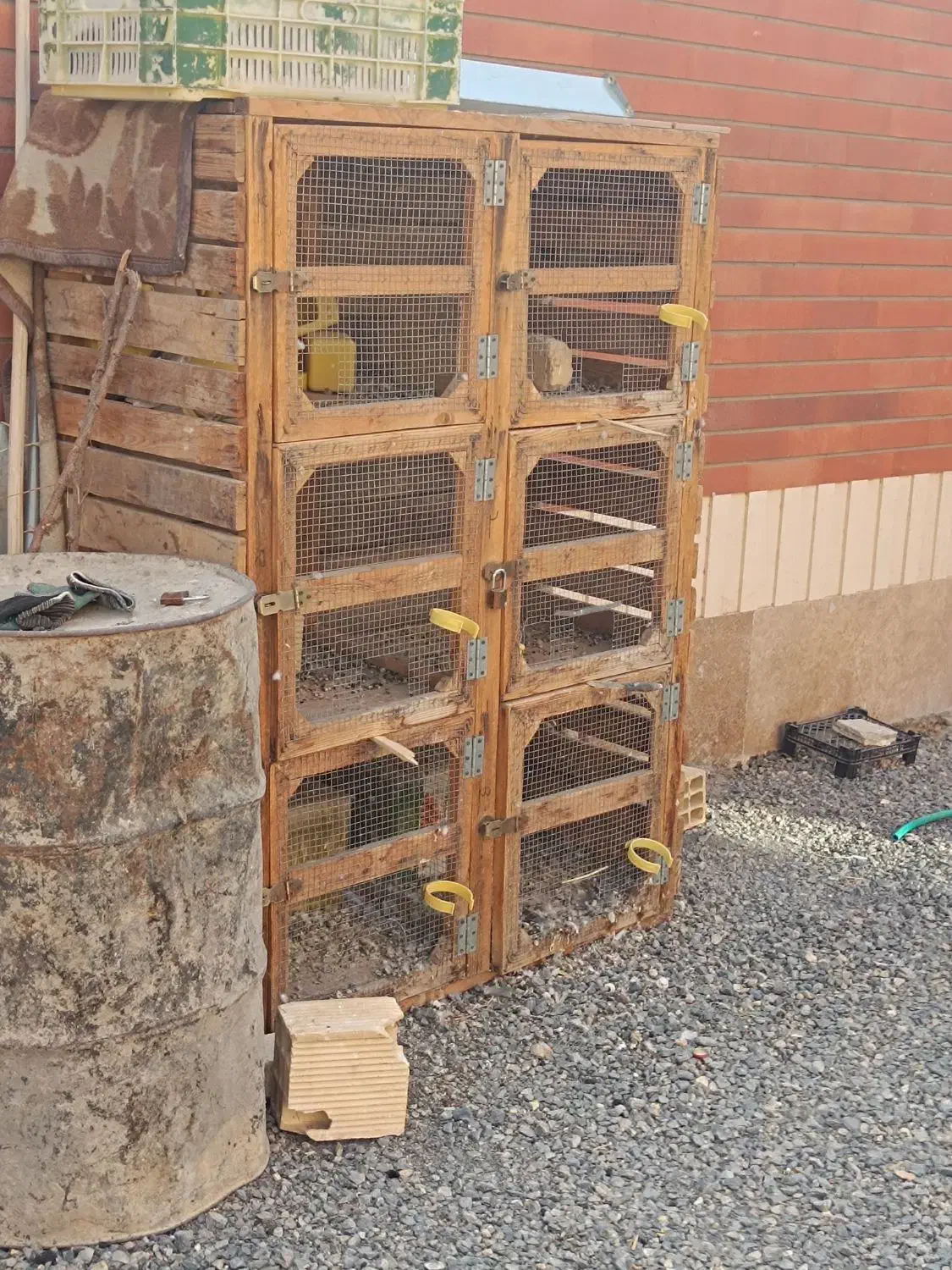 کبوتر طاووسی ساتن زینتی نقش جوجه|پرنده|اصفهان, کشاورزی|دیوار