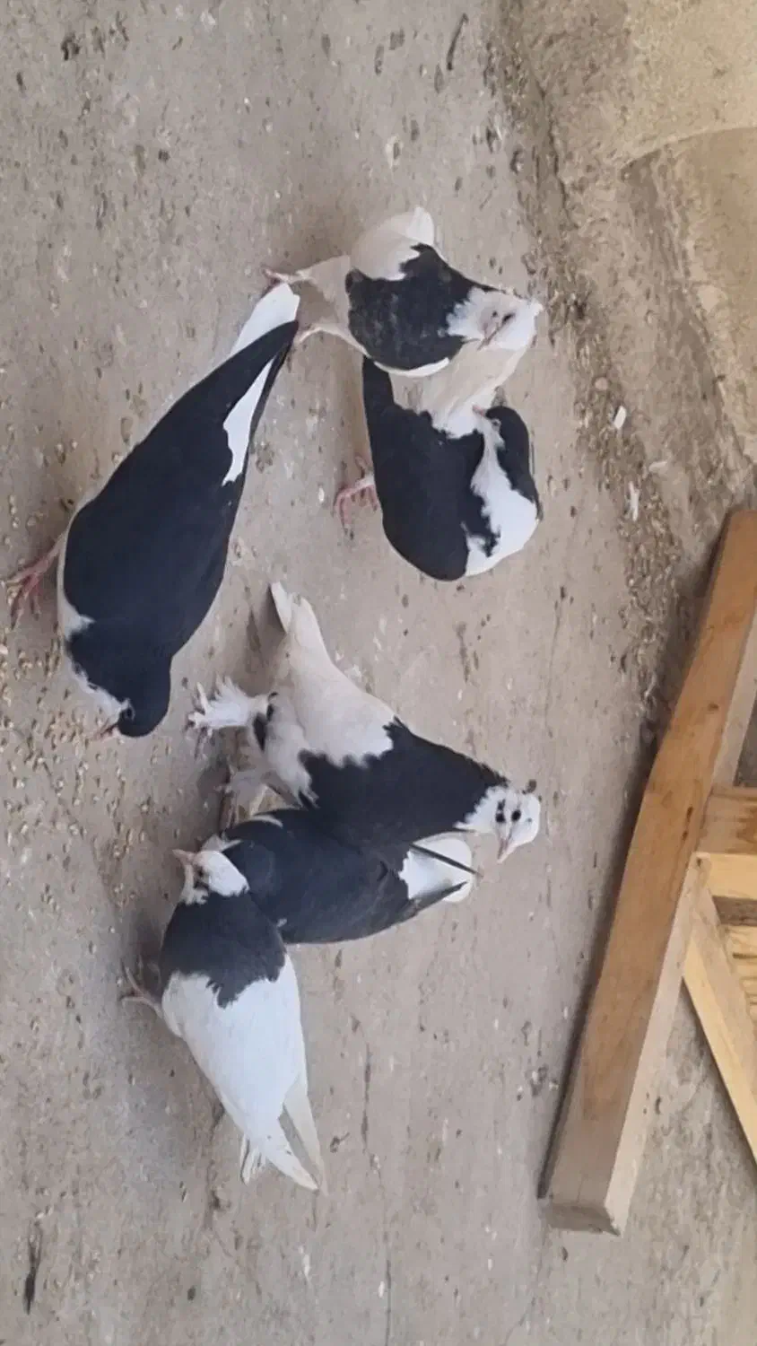 کبوتر طوقی و خوشرنگ|پرنده|اسفرورین, |دیوار