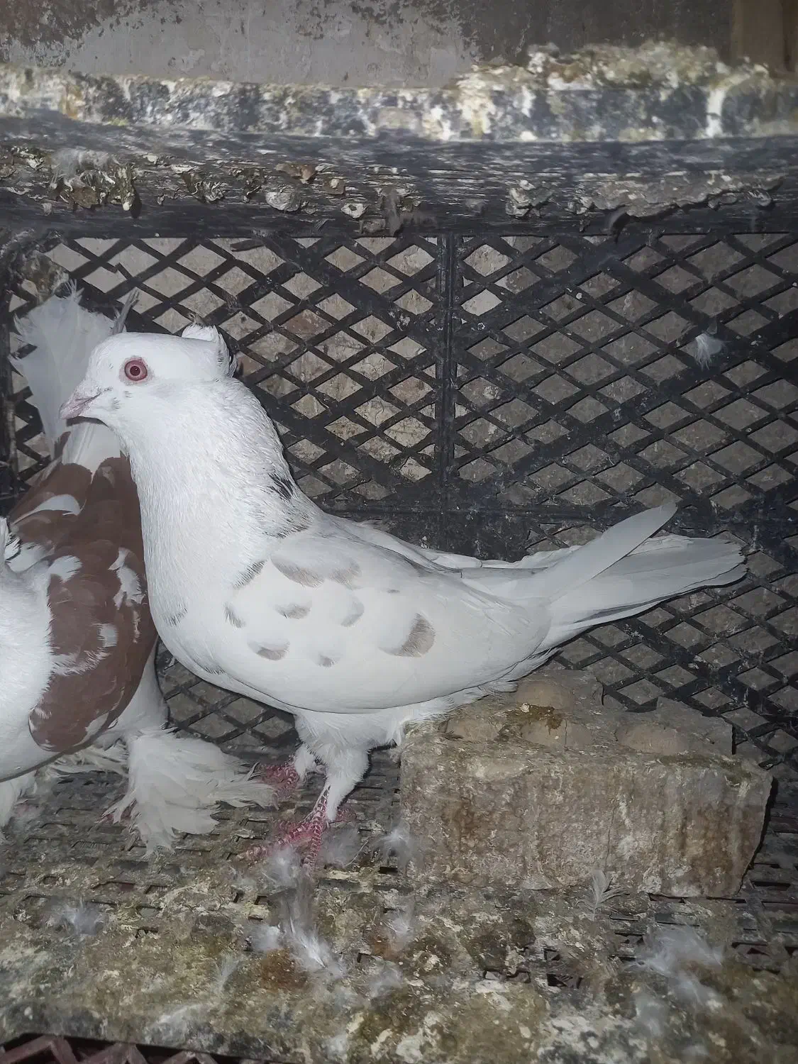 کفتر کبوتر|پرنده|نسیم‌شهر, |دیوار