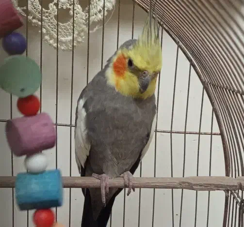 عروس هلندی پیدا شده|حیوانات|اندیشه, اندیشه فاز ۱|دیوار