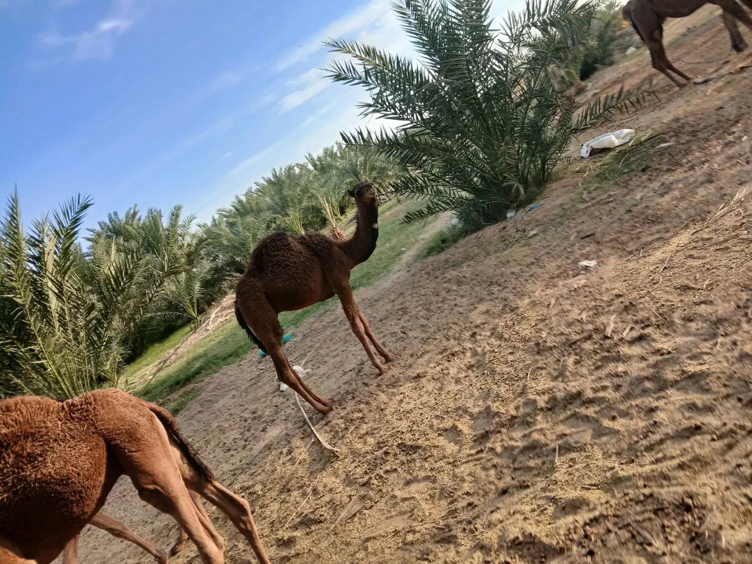 شترنرفروشی|حیوانات مزرعه|دلگان, |دیوار