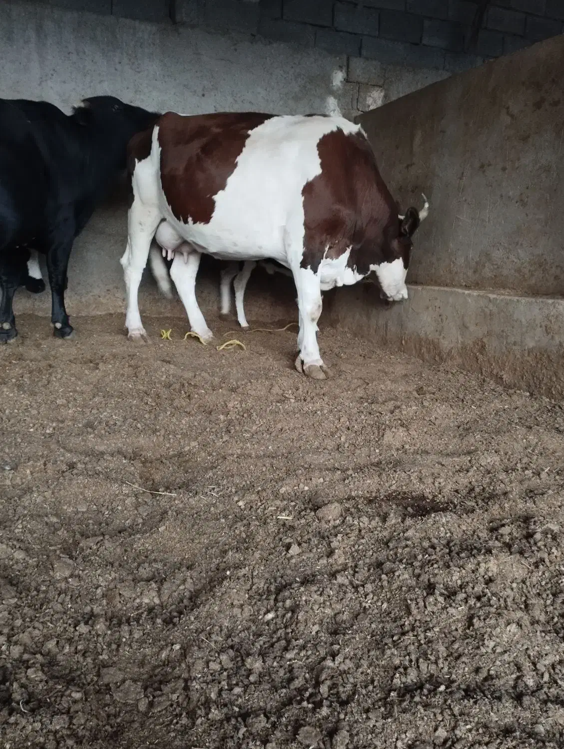 گاو|حیوانات مزرعه|کازرون, |دیوار