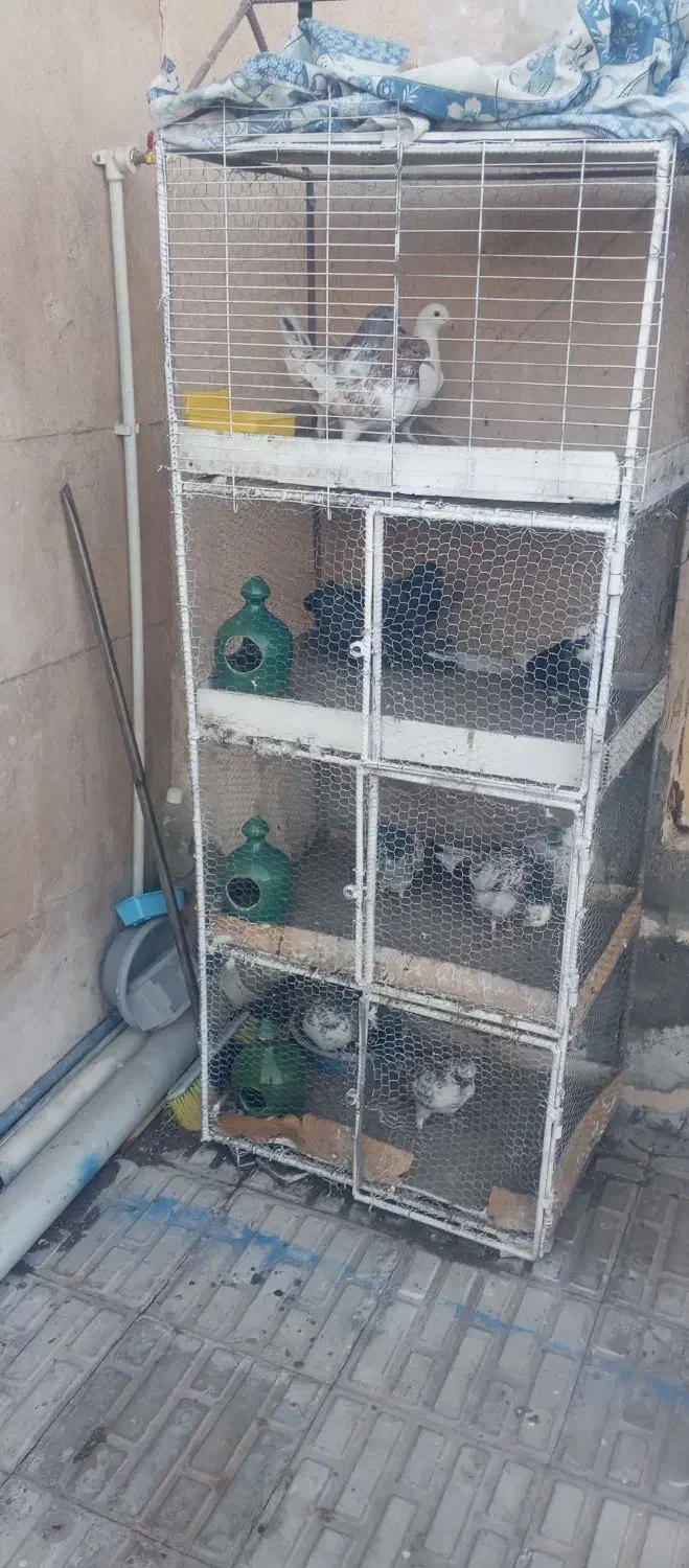 فروشقفسجفتکن.باکبوتر|لوازم جانبی حیوانات|سیرجان, |دیوار