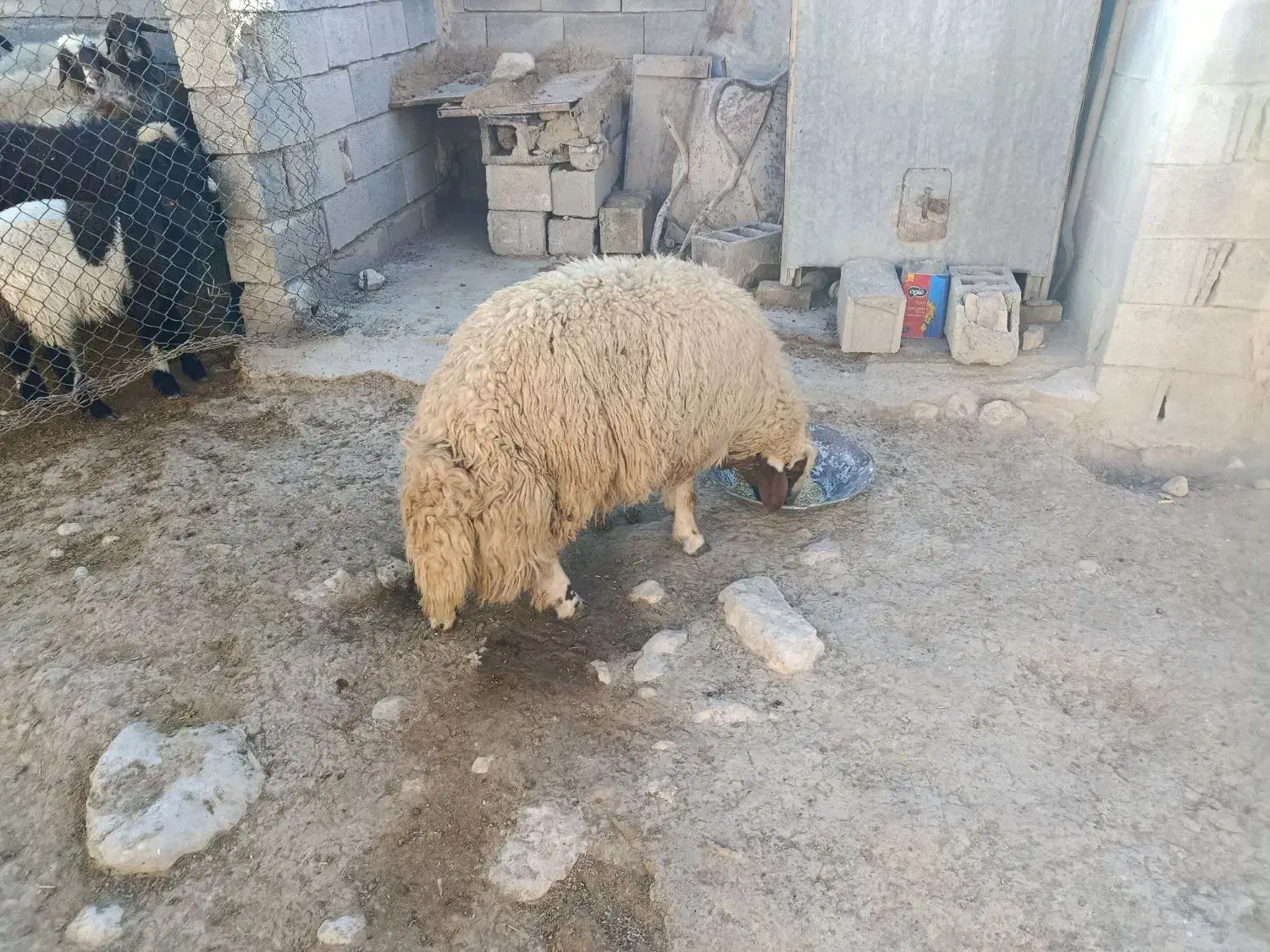 گوسفند|حیوانات مزرعه|ماهیدشت, |دیوار