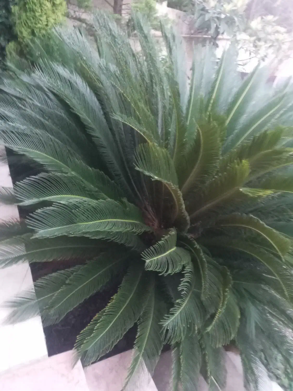 سیکاس ۱۲ ساله|گل و گیاه طبیعی|ایزدشهر, |دیوار