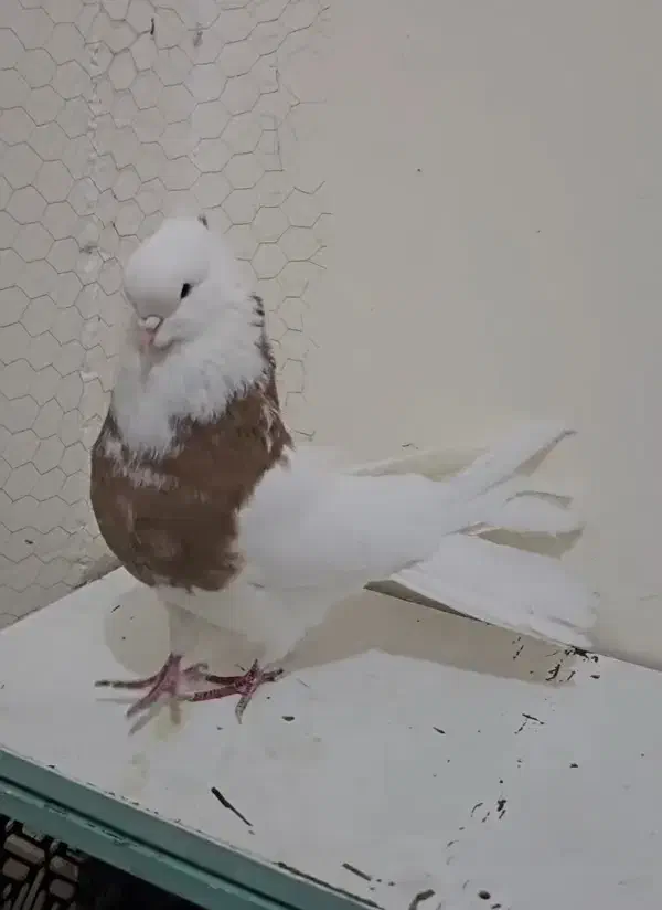 کفتر|پرنده|تهران, سیروس|دیوار