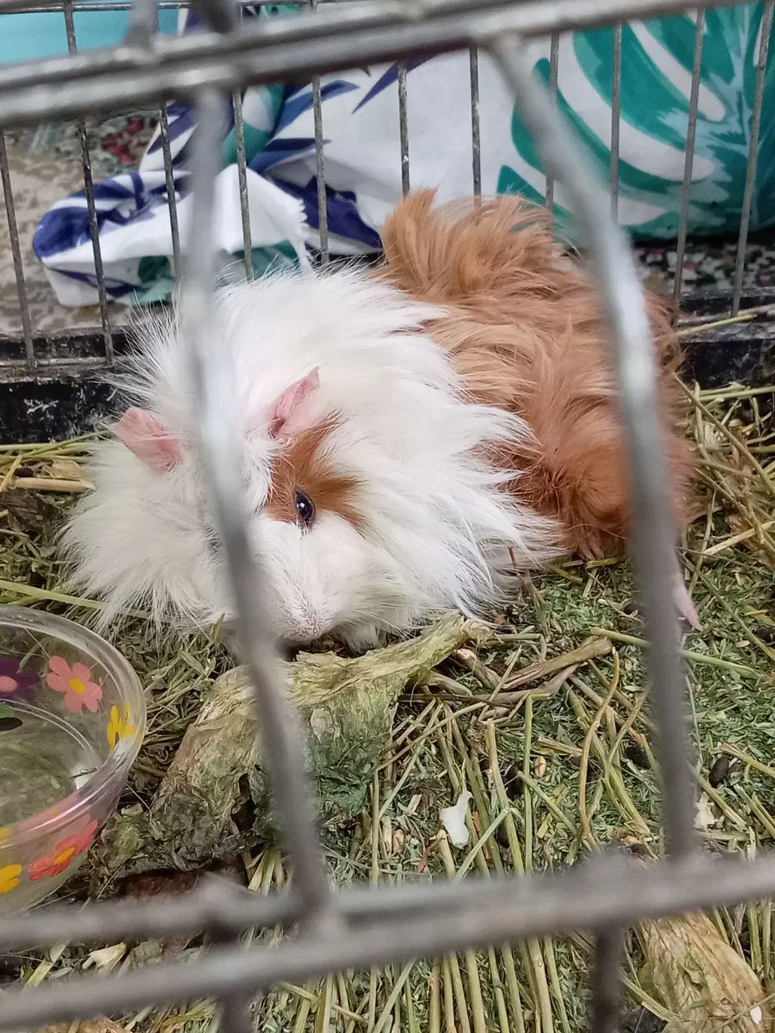 خوکچه هندی خوشگل وبامزه|موش و خرگوش|تهران, امیر بهادر|دیوار