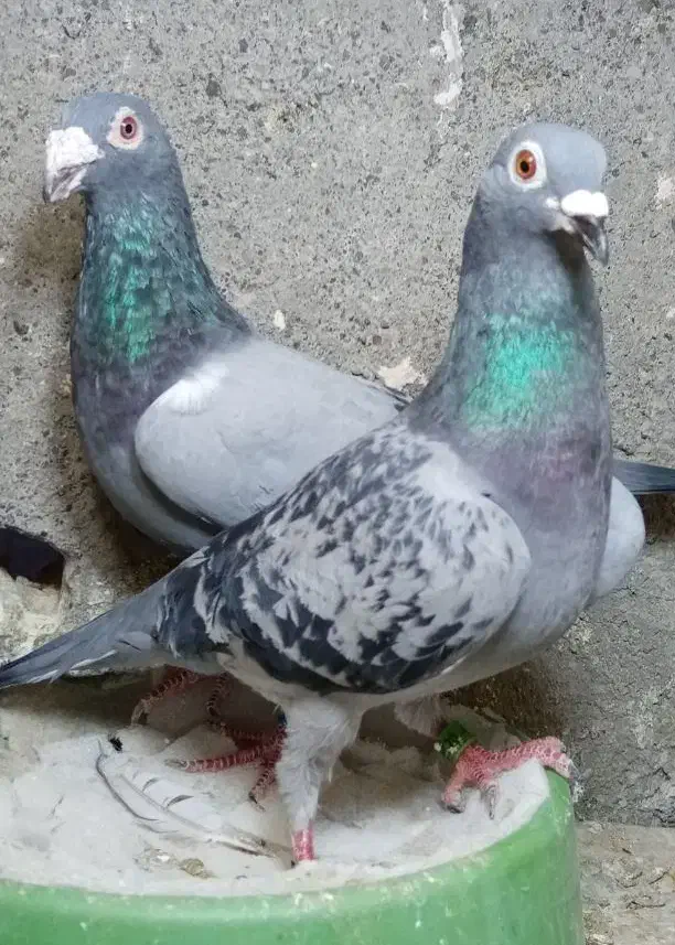 کبوترمسافتی|پرنده|مشهد, مهدی آباد|دیوار