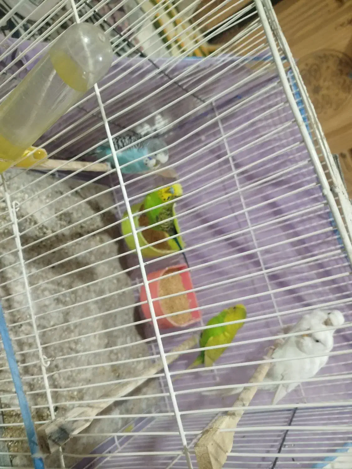 انواع پرنده عروس،کوتوله، مرغ عشق ، دستی و غیر دستی|پرنده|مشهد, تربیت (صدف)|دیوار