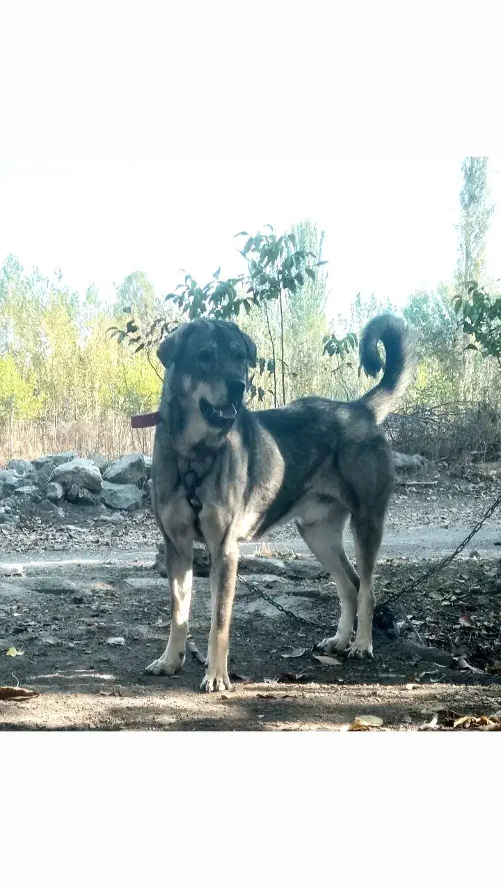 سگ عراقی|سگ|فیرورق, |دیوار