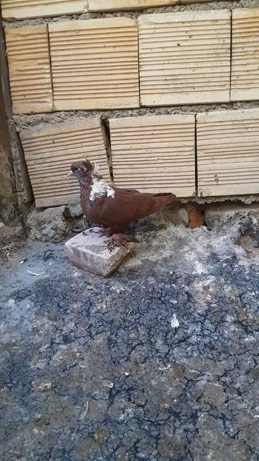 ککیلی|حیوانات|اردبیل, |دیوار